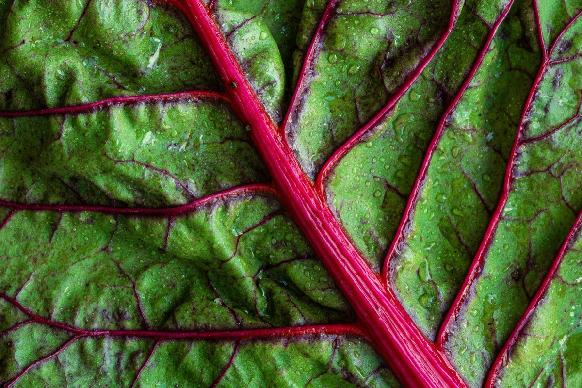 Fiber: The most underrated nutrient in your diet